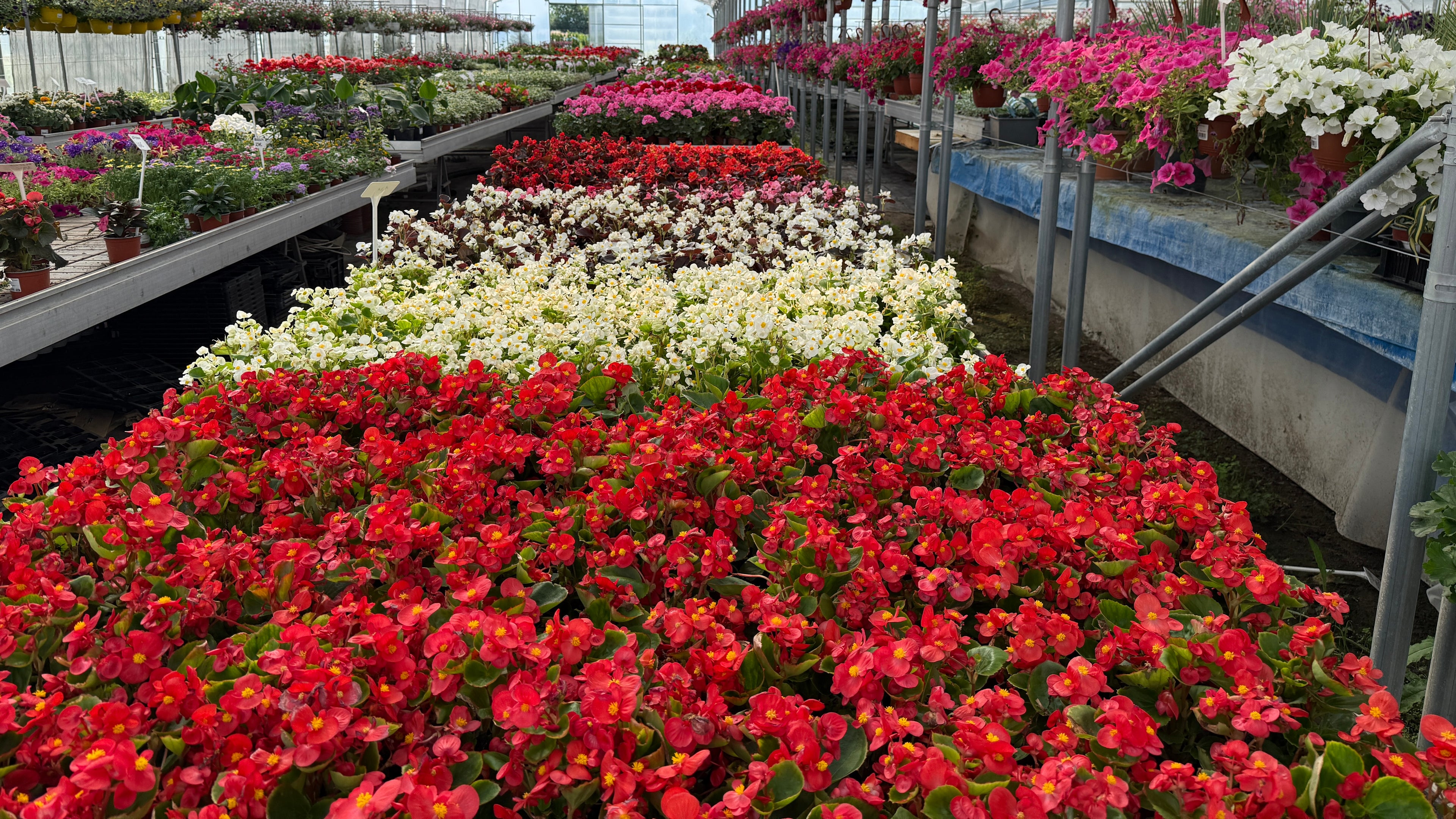 Zaremo (Duč Plant)
